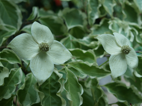 Samaritan dogwood