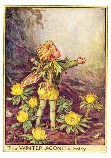 winter_aconite_flower_fairy