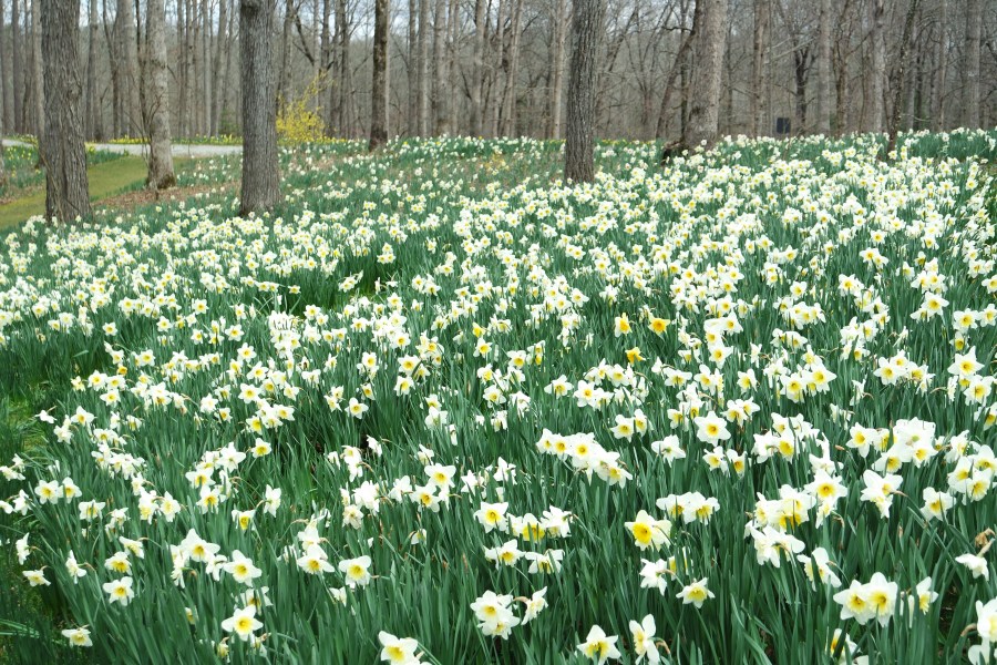 Woodland daffodils and forsythia at Gibbs Gardens