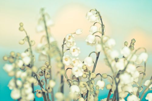 White lilies of the valley against blue background