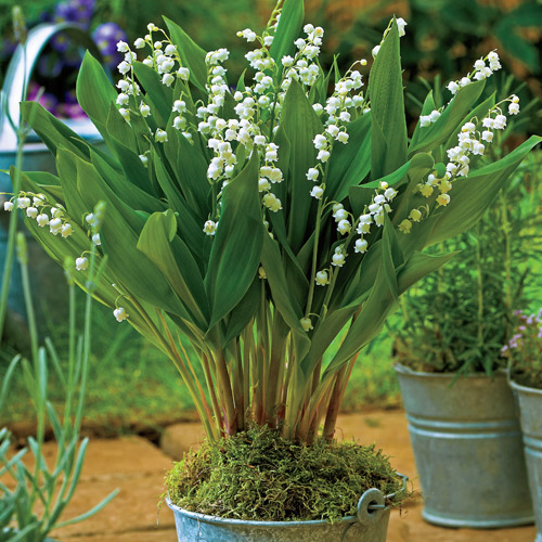 Lily of the valley, or convallaria majalis, "Bordeaux".