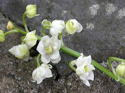 Close up of double-flowered lily of the valley blossoms, Convallaria majalis "Flore Pleno."