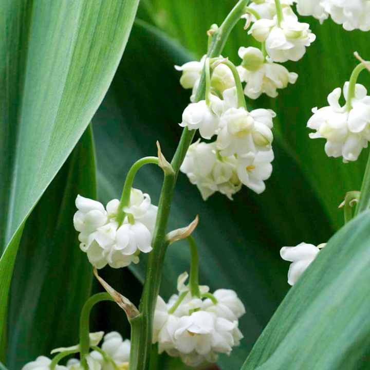 Convallaria majalis Prolificans