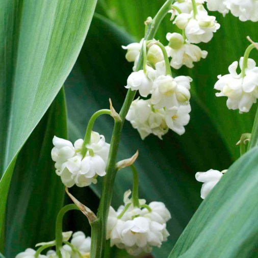Convallaria majalis Prolificans