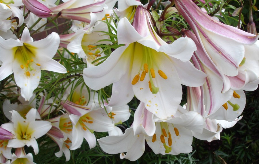 Flowers of the regal lily, or lilium regale.