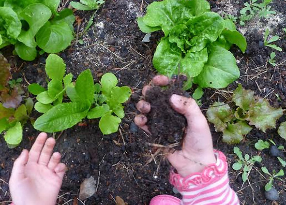 Photo of child's hand in garden dirt, learning how to garden, from the Eartheasy blog