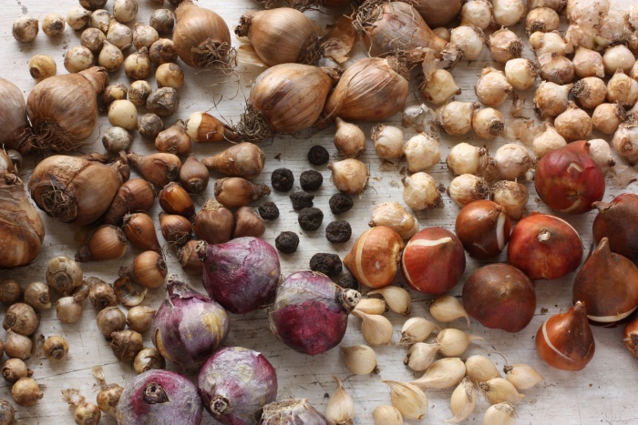 Assortment of different Dutch flower bulbs