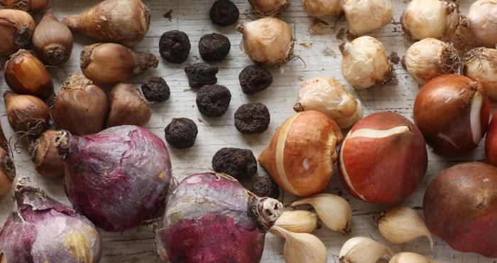 Assortment of dry flower bulbs.