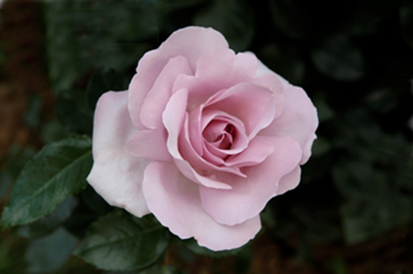 Pépinières et Roseraies Georges Delbard's rose hybrid Le Petit Prince, or La Rose du Petit Prince