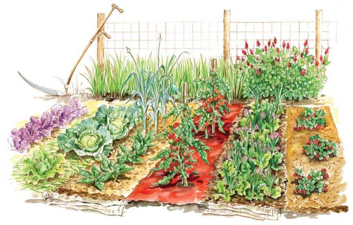 vegetable-garden-illustration
