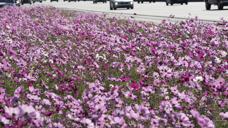 Wildflower planting with native cosmos by Georgia highway