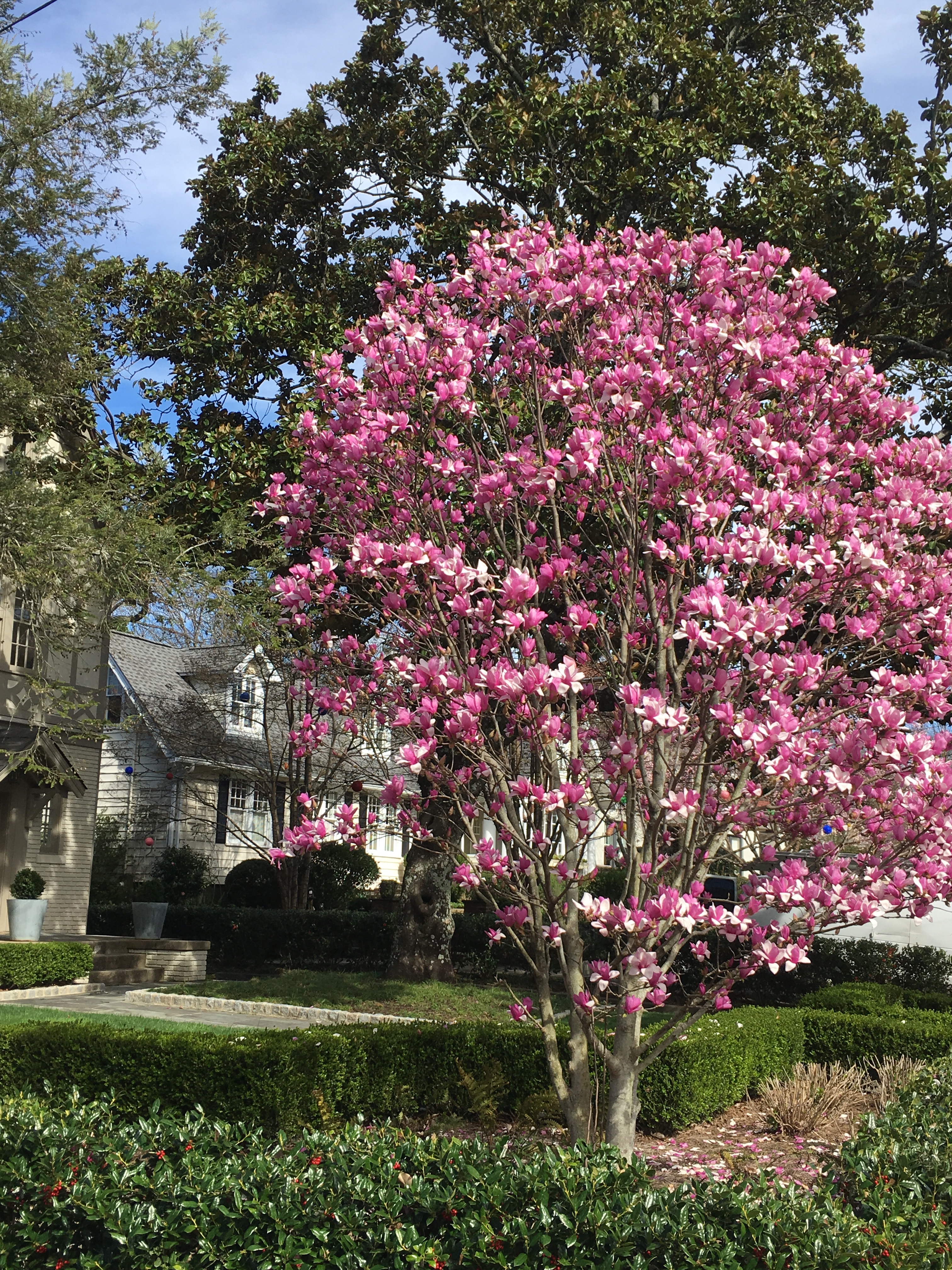Blossoming pink saucer magnolia