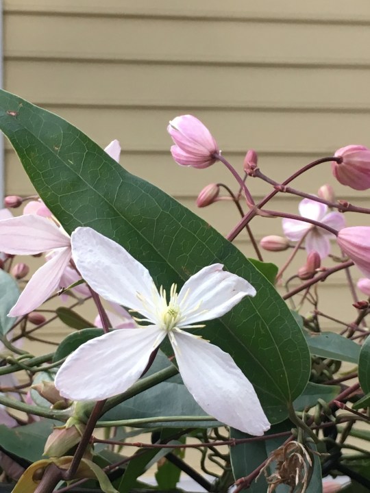 Clematis armandii in bloom, March 2019