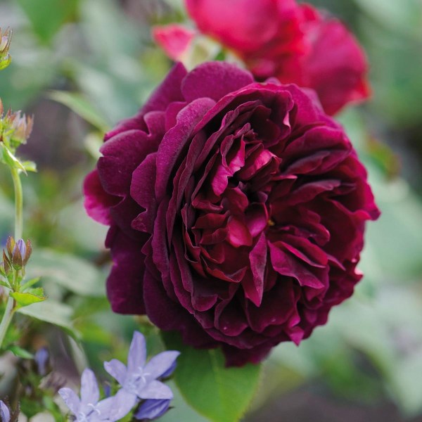 Dark red rose "Munstead Wood" from David Austin Roses
