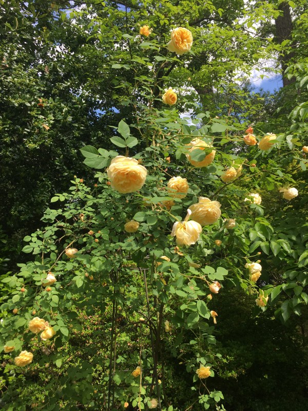 image_f54ded76-5dca-4c67-aa20-67c2306923f0.img_0519