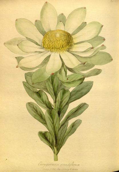 Botanical print of extinct flower Leucadendron grandiflorum
