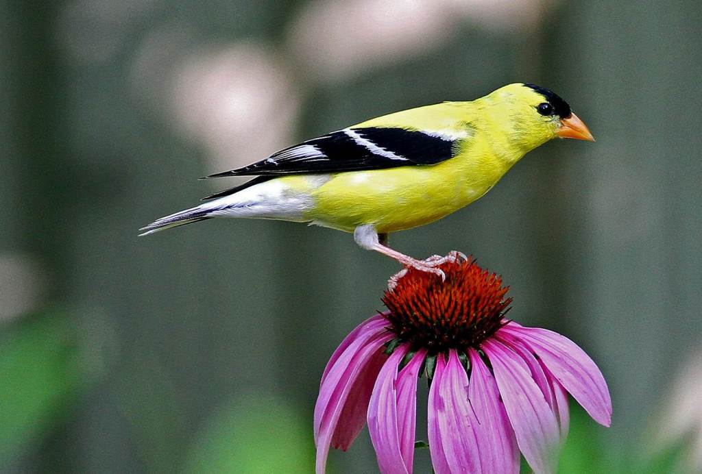Goldfinch on purple coneflower