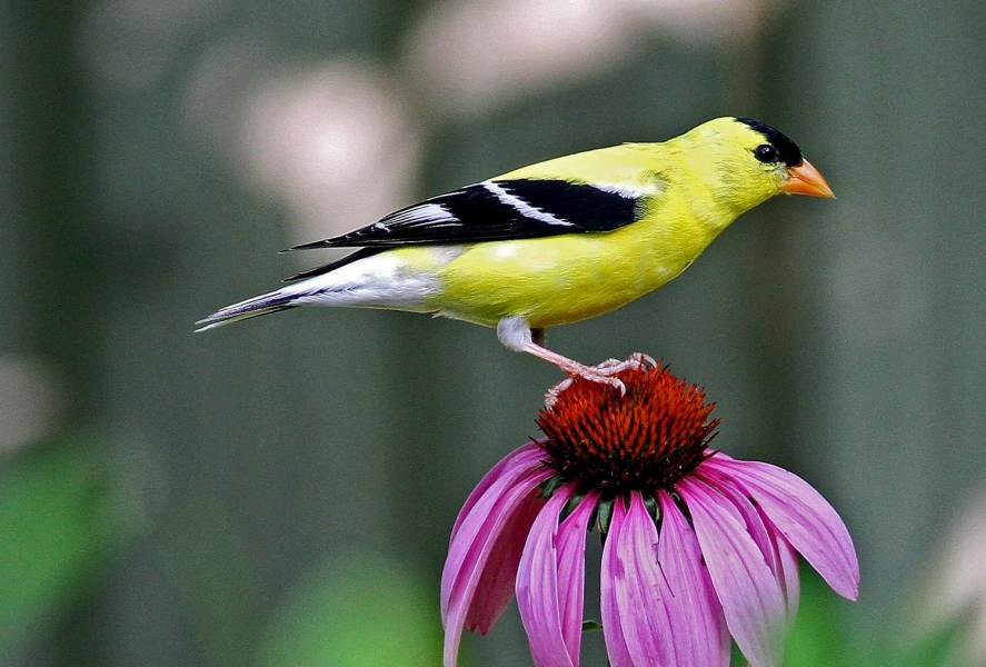 Goldfinch on purple coneflower